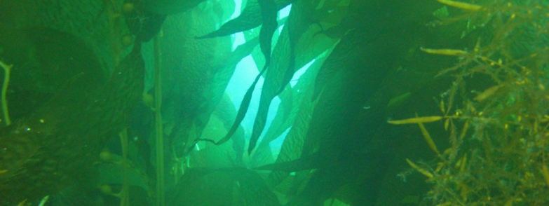 kelp forest plants